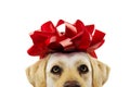 CLOSEUP DOG PRESENT. LABRADOR WITH A BIG RED BOW ON HEAD. PUPPY OR PET GIFT FOR CHRISTMAS OR BIRTHDAY CONCEPT. ISOLATED SHOT Royalty Free Stock Photo