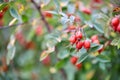 Closeup of dog-rose berries. Rose-hip fruit on the branch. Wild rosehips in nature. Selective focus