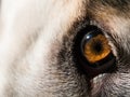 Closeup of dog`s eye Royalty Free Stock Photo