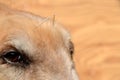 Dog`s face wih acupuncture needles Royalty Free Stock Photo