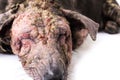 Closeup dog sick leprosy skin problem