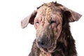 Closeup dog sick leprosy skin problem