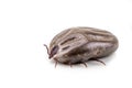 Closeup on dog tick with full of blood on white background