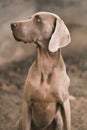 Closeup of a dog of the Weimaraner breed Royalty Free Stock Photo
