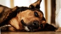 Closeup of a dogs face lying on the floor