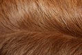 Closeup of a dogs fur