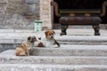 Closeup of dogs resting near an incense burner of a Toaist temple