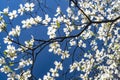 Closeup Dogwood blooms against a blue sky. Royalty Free Stock Photo