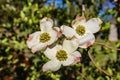 Closeup of Dogwood blossoms in front of bokeh background of leaves in springtime Royalty Free Stock Photo