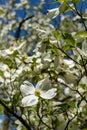 Closeup of dogwood flowers on bright sunny spring day Royalty Free Stock Photo