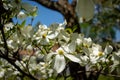 Closeup of dogwood flowers on bright sunny spring day Royalty Free Stock Photo