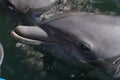 Closeup dolphin face
