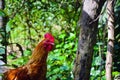 Closeup of a domestic chicken or cock searching for food in the jungle. Domesticated junglefow Royalty Free Stock Photo