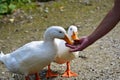 A closeup of Domestic Duck feeding from a hand.