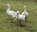 Trio of Edem Geese Walking Royalty Free Stock Photo