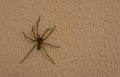 Closeup of a domestic house spider, also known as barn funnel weaver, common spider found in homes, insect specie from Europe and Royalty Free Stock Photo