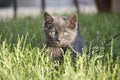 Closeup of Domestic Short Hair Gray Kitten on Leash Hiding in Grass Getting Ready to Pounce at Camera