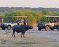 Closeup of a Domestic water buffalo standing and surrounded by tourist vehicles