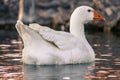 Closeup of a domestic white goose swimming on a lake a t a farm Royalty Free Stock Photo