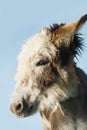 Closeup Of Donkey Against Sky