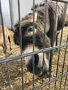 Closeup of a donkey behind an iron fence at a farm