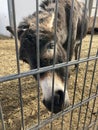 Closeup of a donkey behind an iron fence at a farm Royalty Free Stock Photo