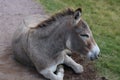 Closeup of a donkey resting on the ground.