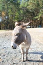 Closeup of donkey in Stables at Lake Lanier Islands