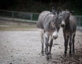 Closeup of donkeys walking on the dusty road blurred dark background