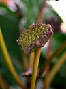 Closeup Dorstenia elata turnerifolia Matress Button ,bahiensis plant of the family Congo fig Moraceae ,Brazil with soft selective