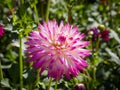 Closeup of a double blooming pink with white spiky cactus Dahlia Royalty Free Stock Photo