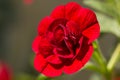 Closeup of a double Calibrachoa flower