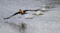 Closeup of a double-crested cormorant flying above the water surface. Nannopterum auritum. Royalty Free Stock Photo