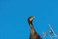 Closeup of Double-crested Cormorant perched in tree Royalty Free Stock Photo