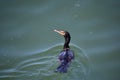 A closeup of Double-crested Cormorant swimming on the sea. Royalty Free Stock Photo