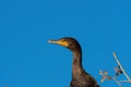 Closeup of Double-crested Cormorant in the top of a tree Royalty Free Stock Photo