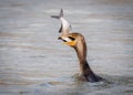 Closeup of a Double-crested cormorant in the water eating a fish Royalty Free Stock Photo