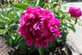 Closeup of double flowered magenta colored peony