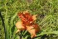 Closeup of double orange flower of Hemerocallis fulva in July