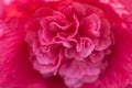 Closeup double red Hollyhock blossom, flower, background, nature