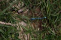 Closeup of Double-striped bluet on grass in a field