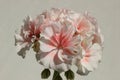 Closeup of Double Zonal Pelargonium. White Flower Speckled with Red