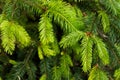 Closeup of douglas fir Pseudotsuga menziesii evergreen branches and needles Royalty Free Stock Photo