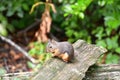 A closeup of Douglas squirrel in the park.