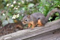 A closeup of Douglas squirrel in the park.