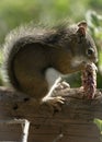 Closeup of a Douglas squirrel (Tamiasciurus douglasii) eating a cone