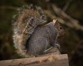 Closeup of a Douglas squirrel (Tamiasciurus douglasii) on a wood stick against blurred background