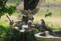 Closeup of a dove flying with its wings open over a flock of doves eating from a bird feeder and drinking water from a bird bath