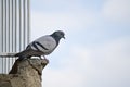 Closeup of a dove