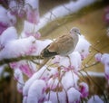 Dove on a tree with snow covered pink cherry blossoms